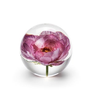 In Flore Peony Rose "Ranunculus" Paperweight, 8 cm, pink